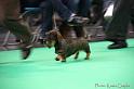 Crufts2011_2 987